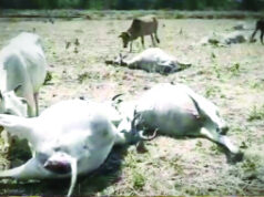 दर्दनाक हादसा : करेंट की चपेट में आकर 14 गायों की मौत…