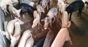 धमतरी के अशोक कुमार की चमकी किस्मत- सूकर पालन से