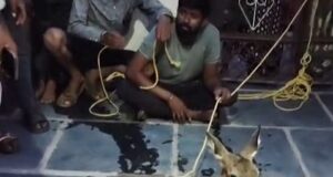 कुत्तों से जान बचाने गांव की शरण में पहुंचा जंगली हिरण, ग्रामीणों की सतर्कता से सुरक्षित रेस्क्यू…