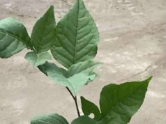 महाकाल मंदिर सिंघोला में होगा बेलपत्र पौधों का निःशुल्क वितरण…
