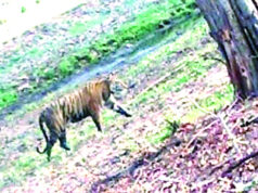 औंधी व महाराष्ट्र बॉर्डर पर लगातार विचरण कर रहा बाघ, ग्रामीणों ने की कैमरा ट्रैप लगाने व रेस्क्यू की मांग…