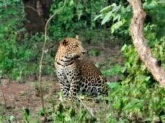 बैताल रानी घाटी मार्ग और छिंदारी बांध क्षेत्र में तेंदुओं की आहट से दहशत, छिंदारी रिसॉर्ट के पास दिखे तीन…