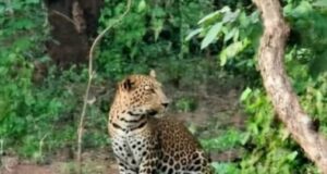 बैताल रानी घाटी मार्ग और छिंदारी बांध क्षेत्र में तेंदुओं की आहट से दहशत, छिंदारी रिसॉर्ट के पास दिखे तीन…